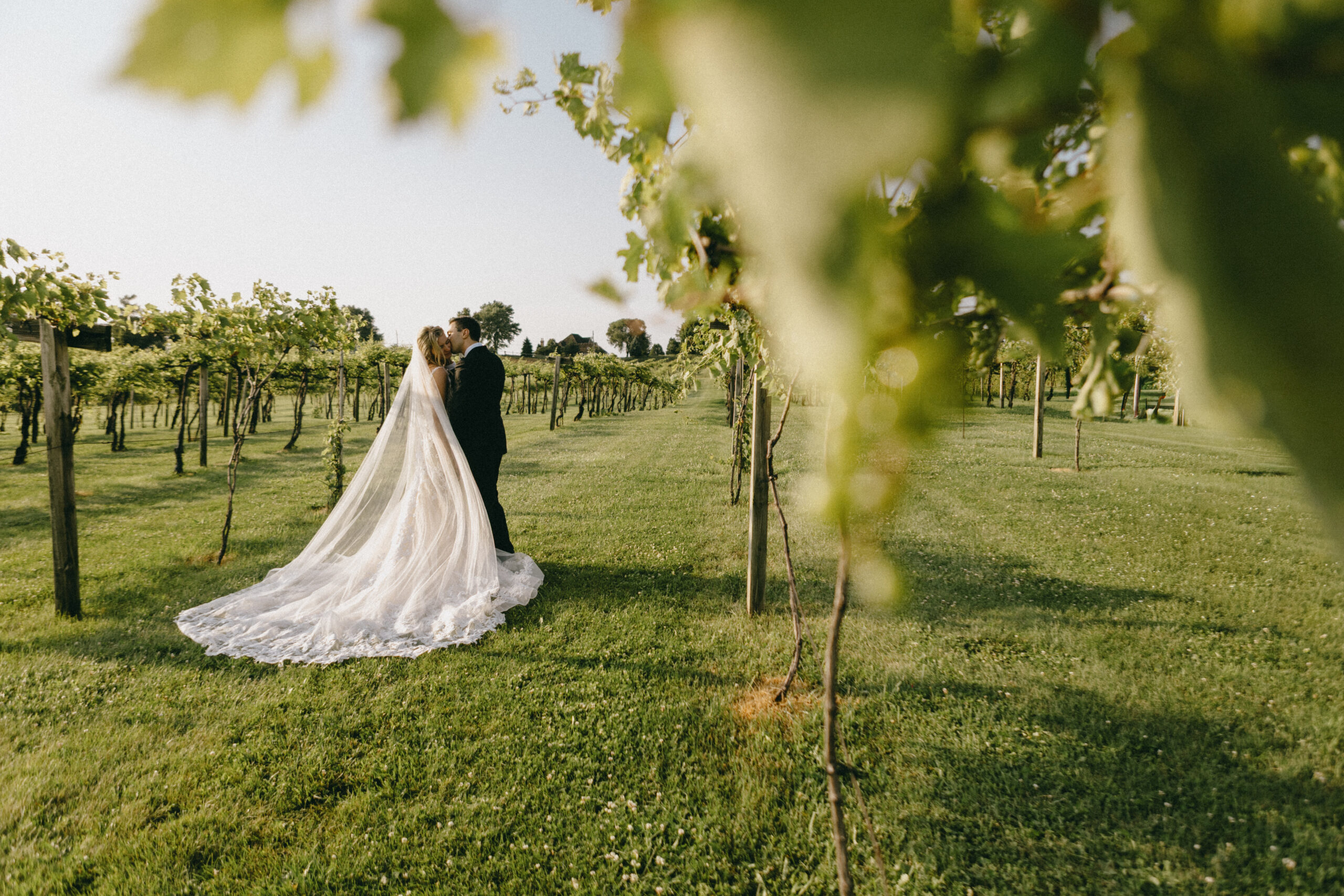 bride and groom, in vineyard in sunlight during sunset in northern illinois